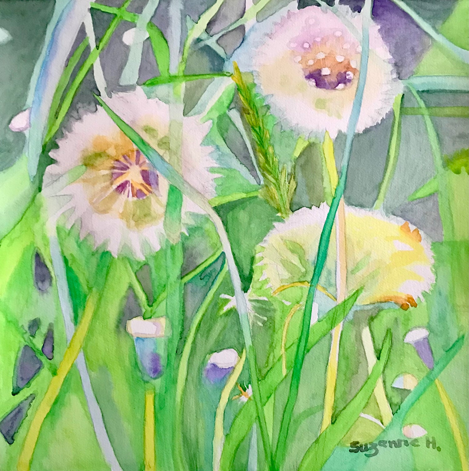 Soft Wilderness - Dandelions hiding in the green wild grass 