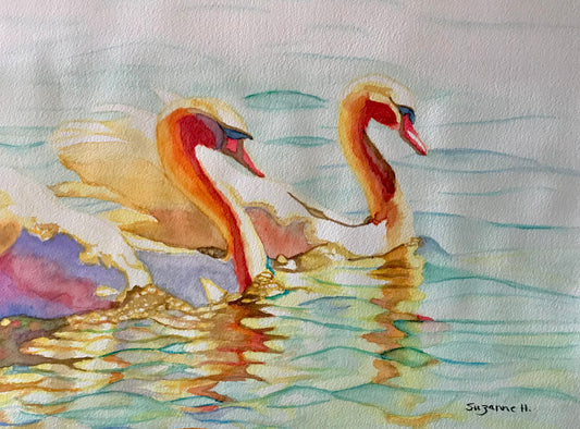 Swans in the Sunshine